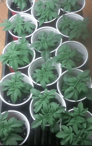 Hcp10117