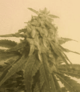 HCP6weeks3121117