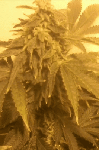 HCP6weeks4121117