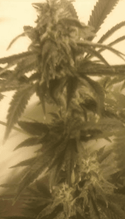 HCP6wks51211147