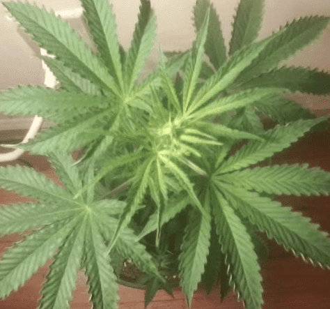 Hcpmale10daysbloom11717