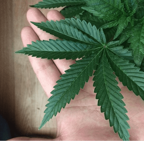 Hd cool fan leaf