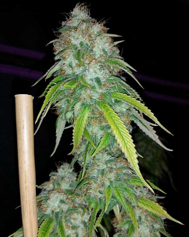HD H1
