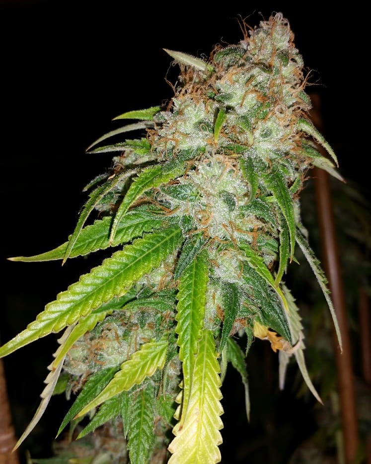 HD H2