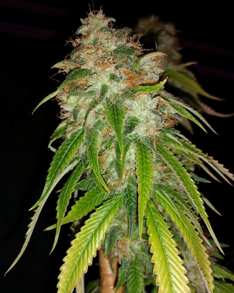 HD H3
