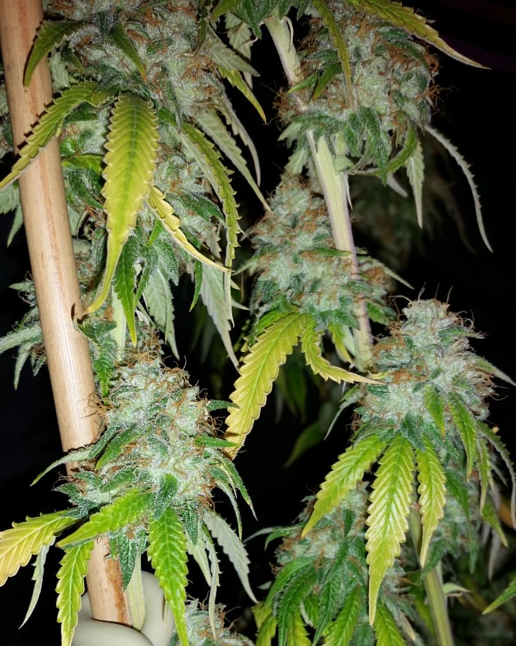 HD H4