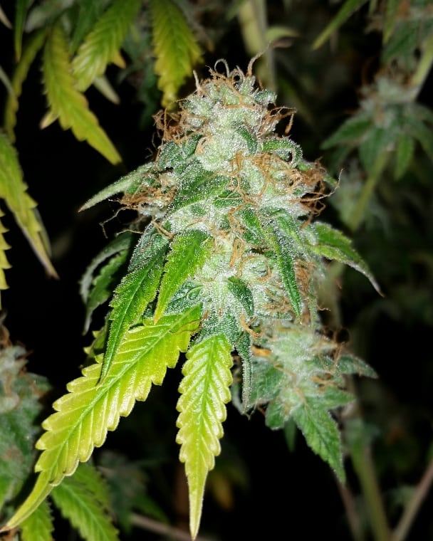 HD H5