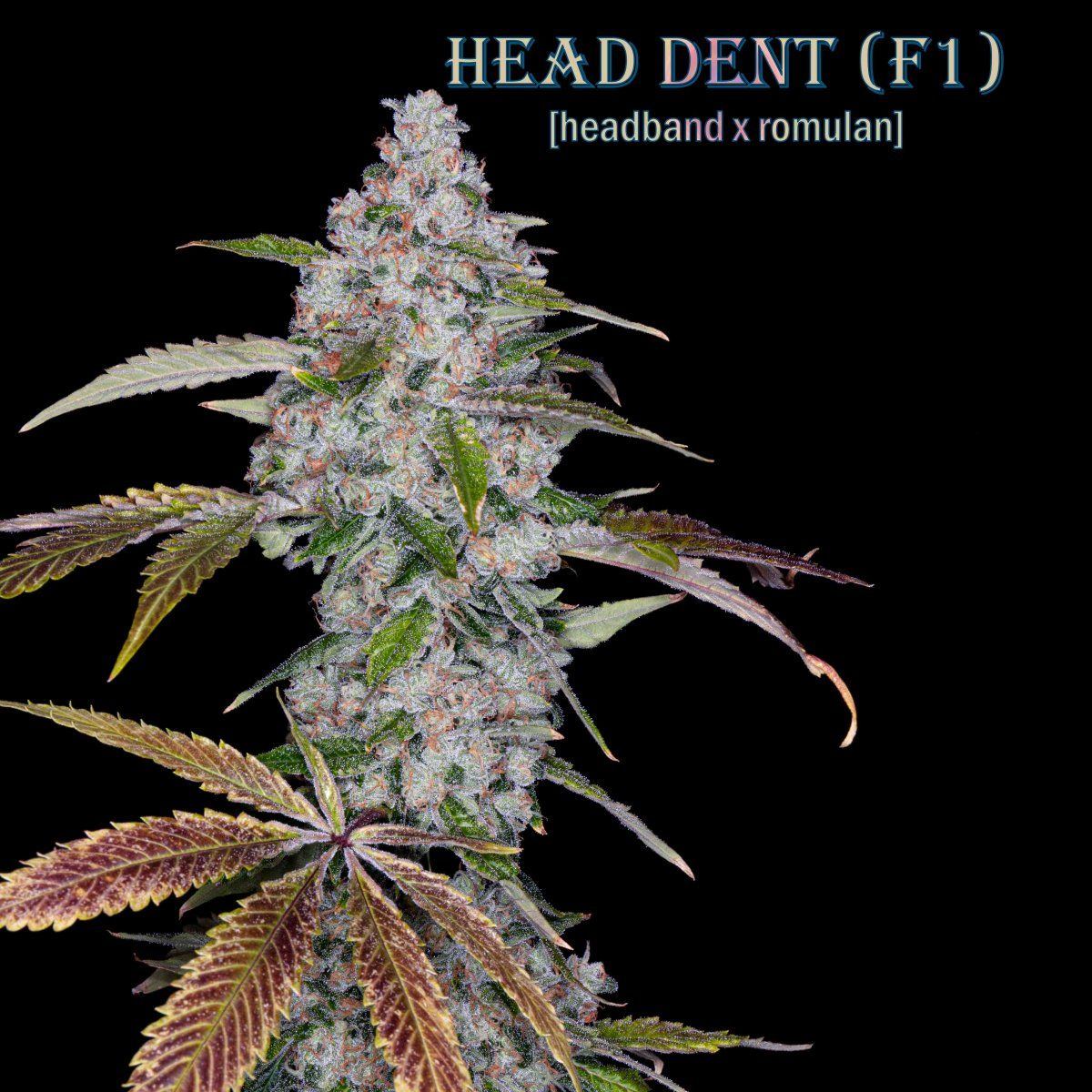 Head Dent 9 wks 3100 copy