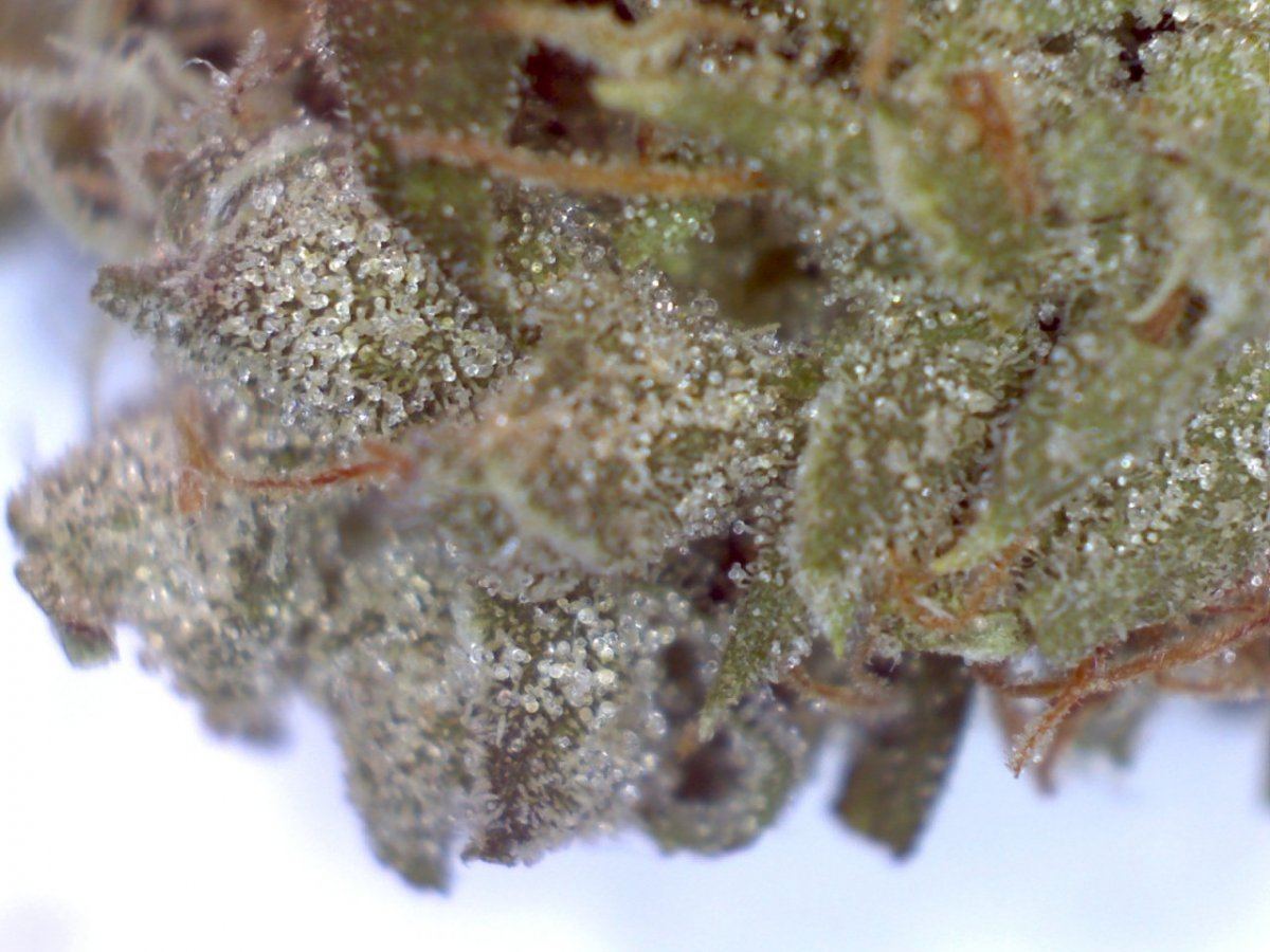 Headband 1