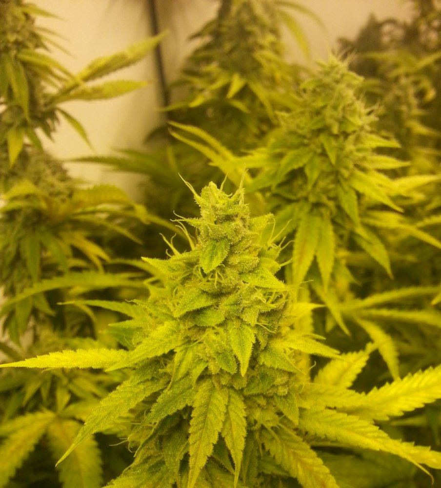 Headband   48 days 1