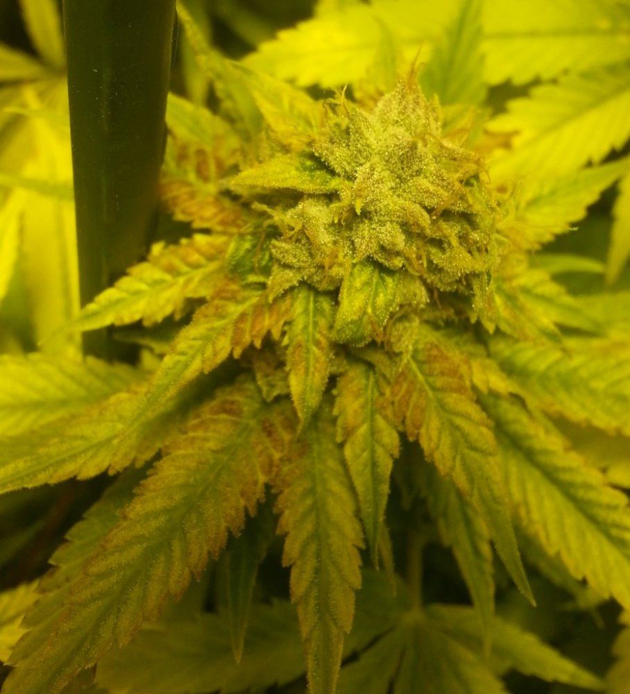 Headband   48 days 2