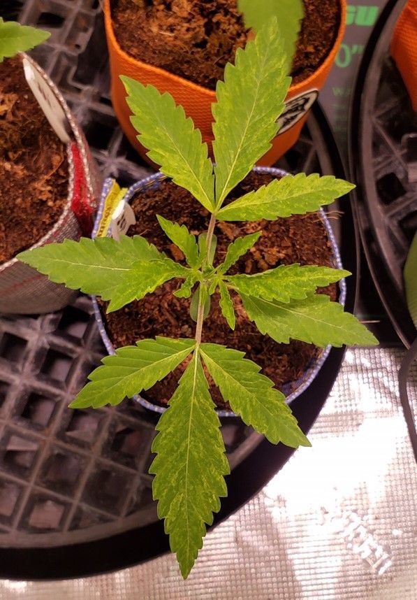 Headband 6