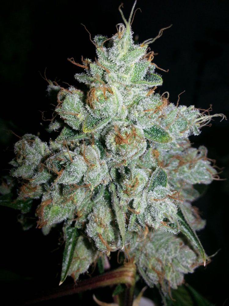 Headband