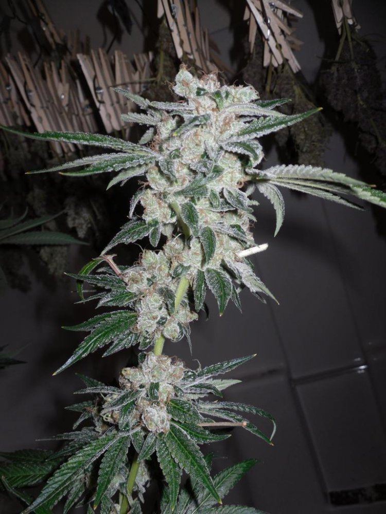 Headband