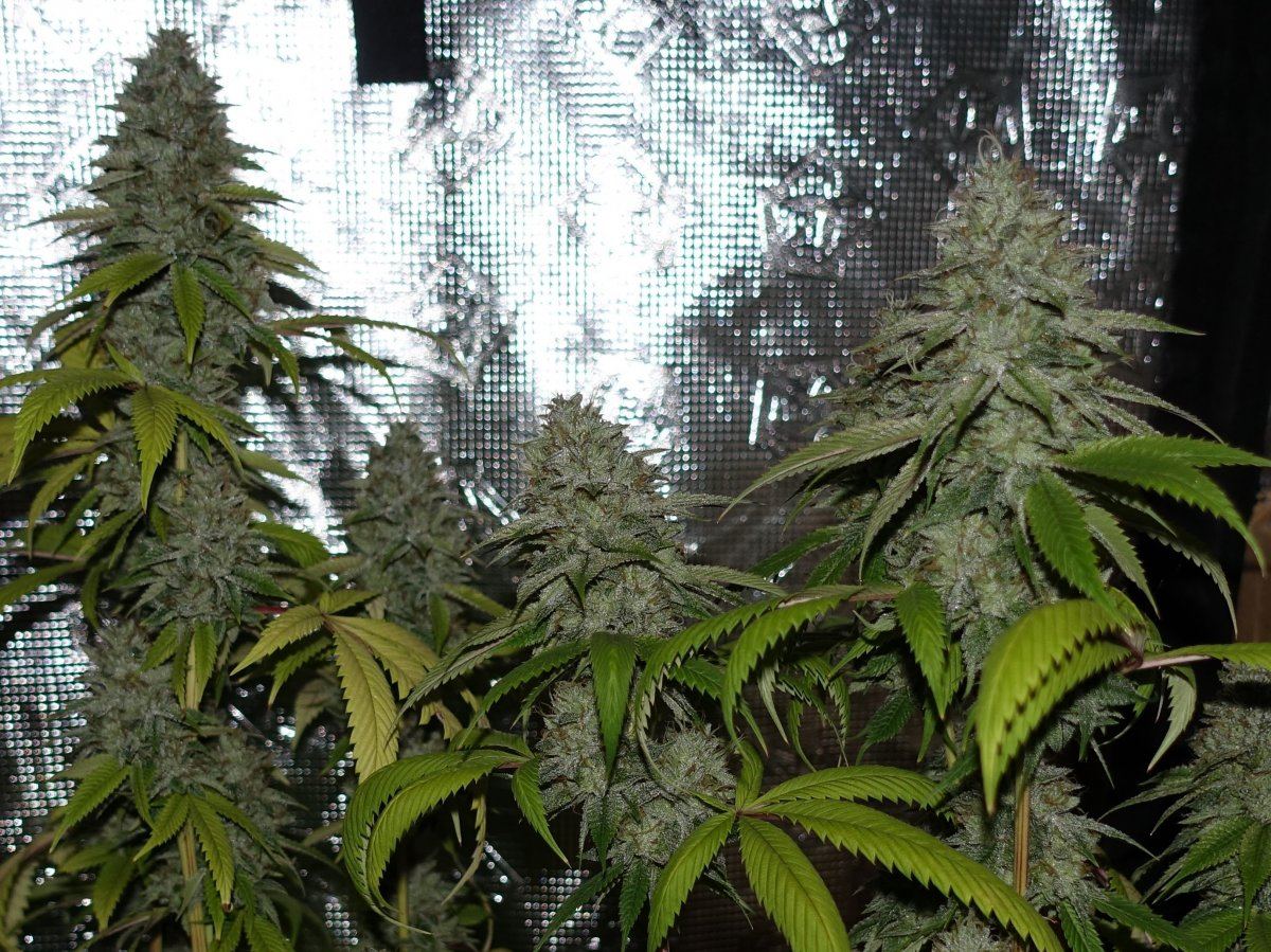 Headband