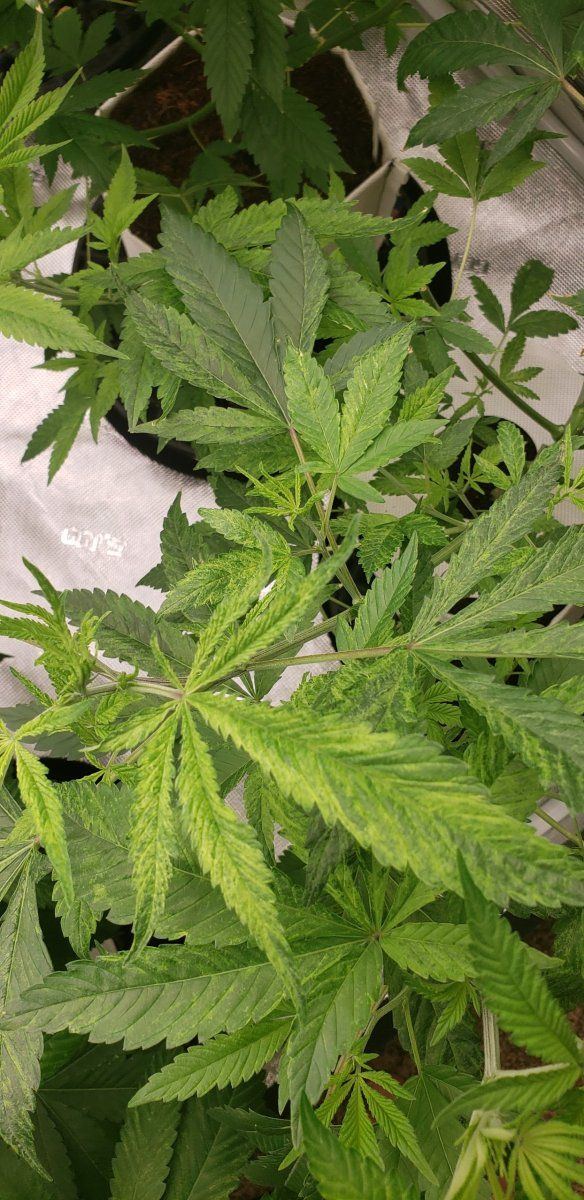 Headband x Chem D 2