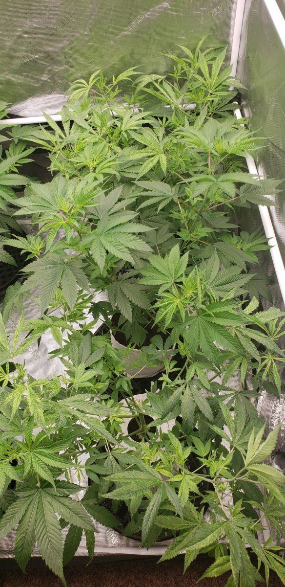 Headband x Chem D 3