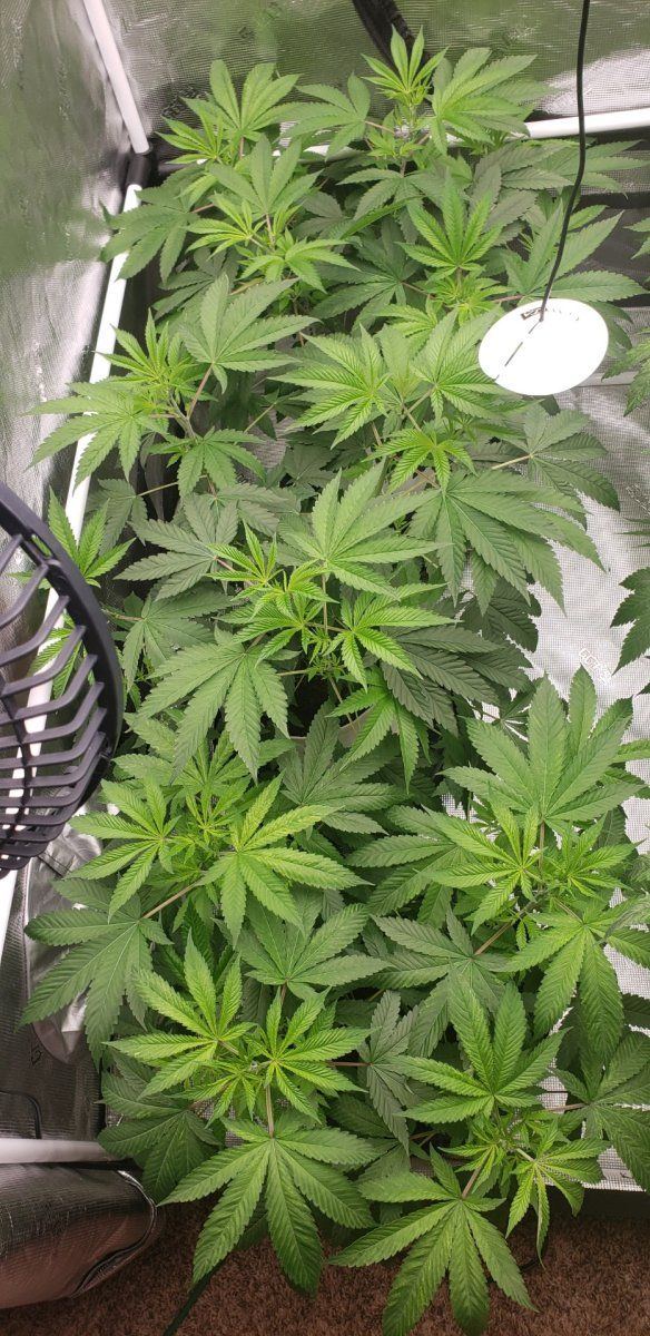 Headband x Chem D 4