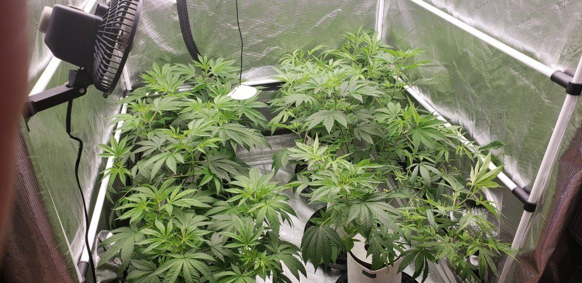 Headband x Chem D 5
