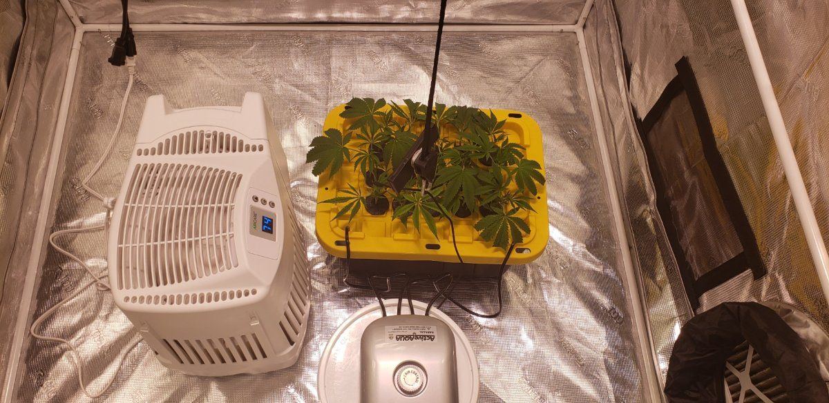 Headband x Chem D Clones