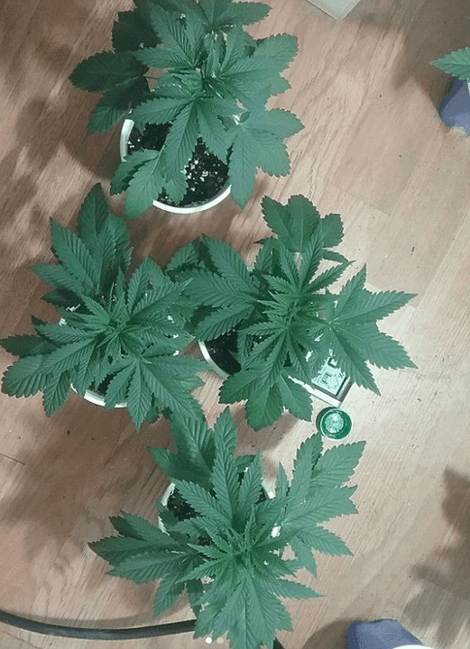 Headband x headcheese 2 11 18