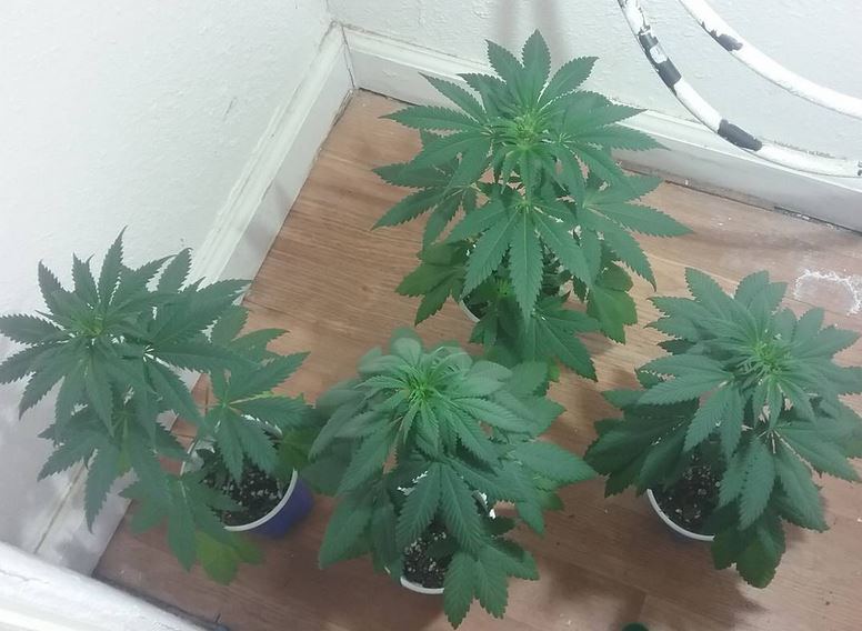 Headband x headcheese 2 25 18