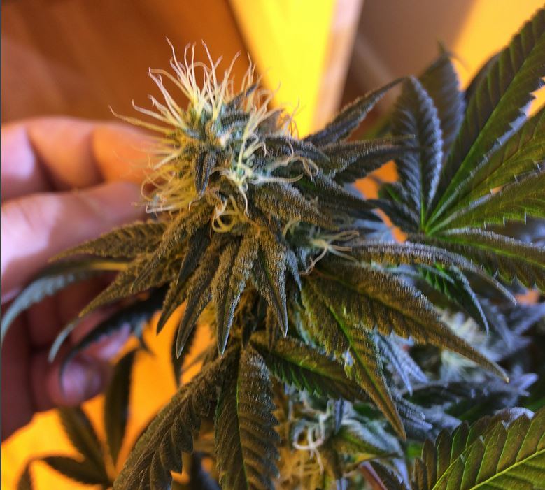 Headband x headcheese3 2