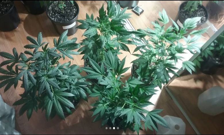 Headband x headcheese 3 22 18