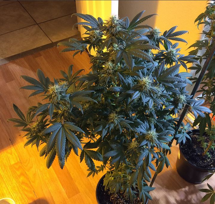 Headband x headcheese3