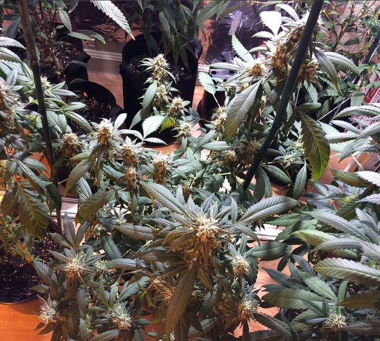 Headband x headcheese 4 2