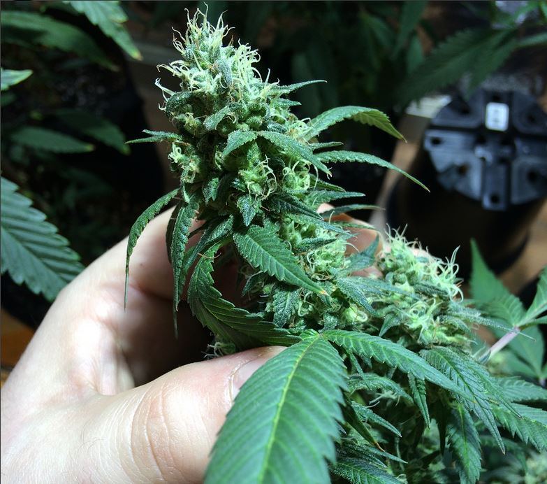 Headband x headcheese 4