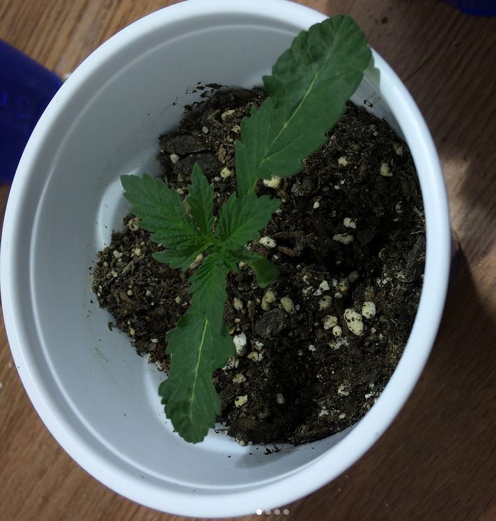 Headband x headcheese mutant