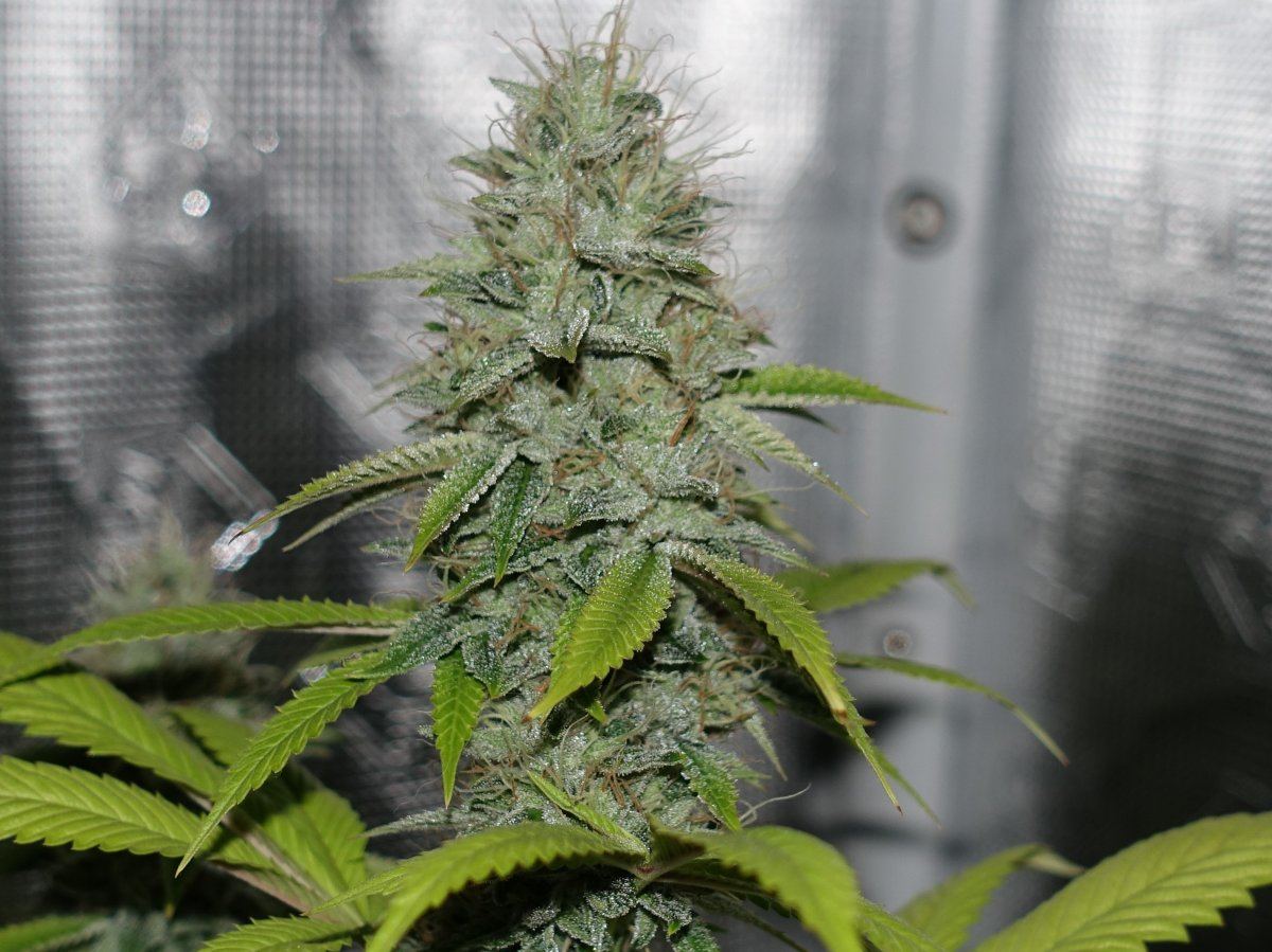 Headband9  2   Copy
