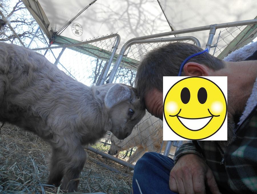 Headbutt24farm