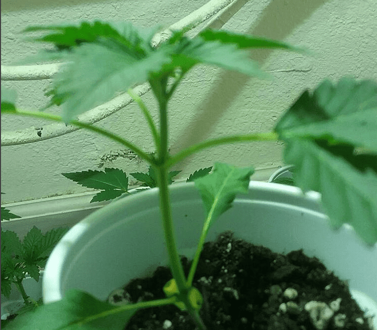 Headcheese x headband mutant 2