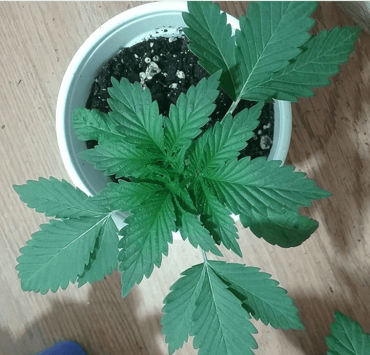 Headcheese x headband mutant