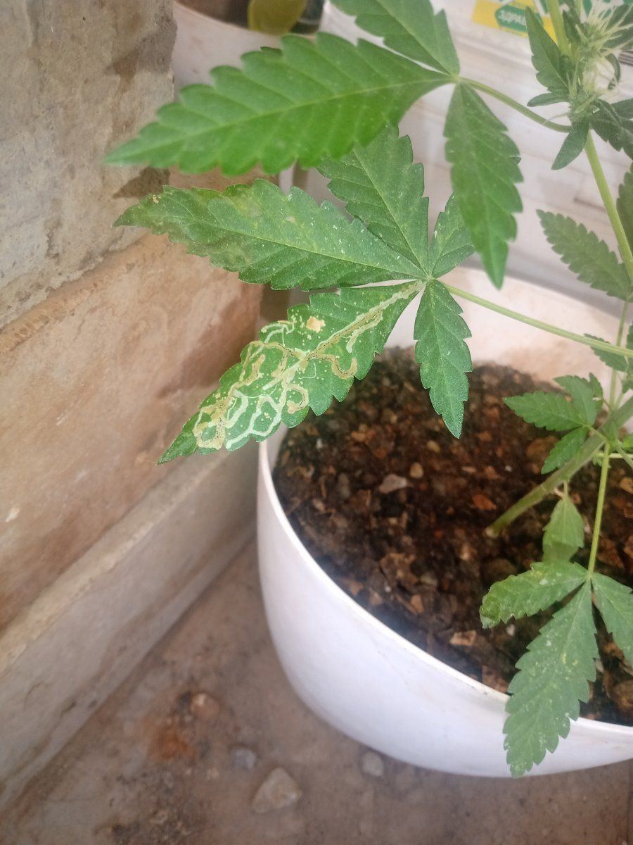 Health concerns with my plants pls help 2