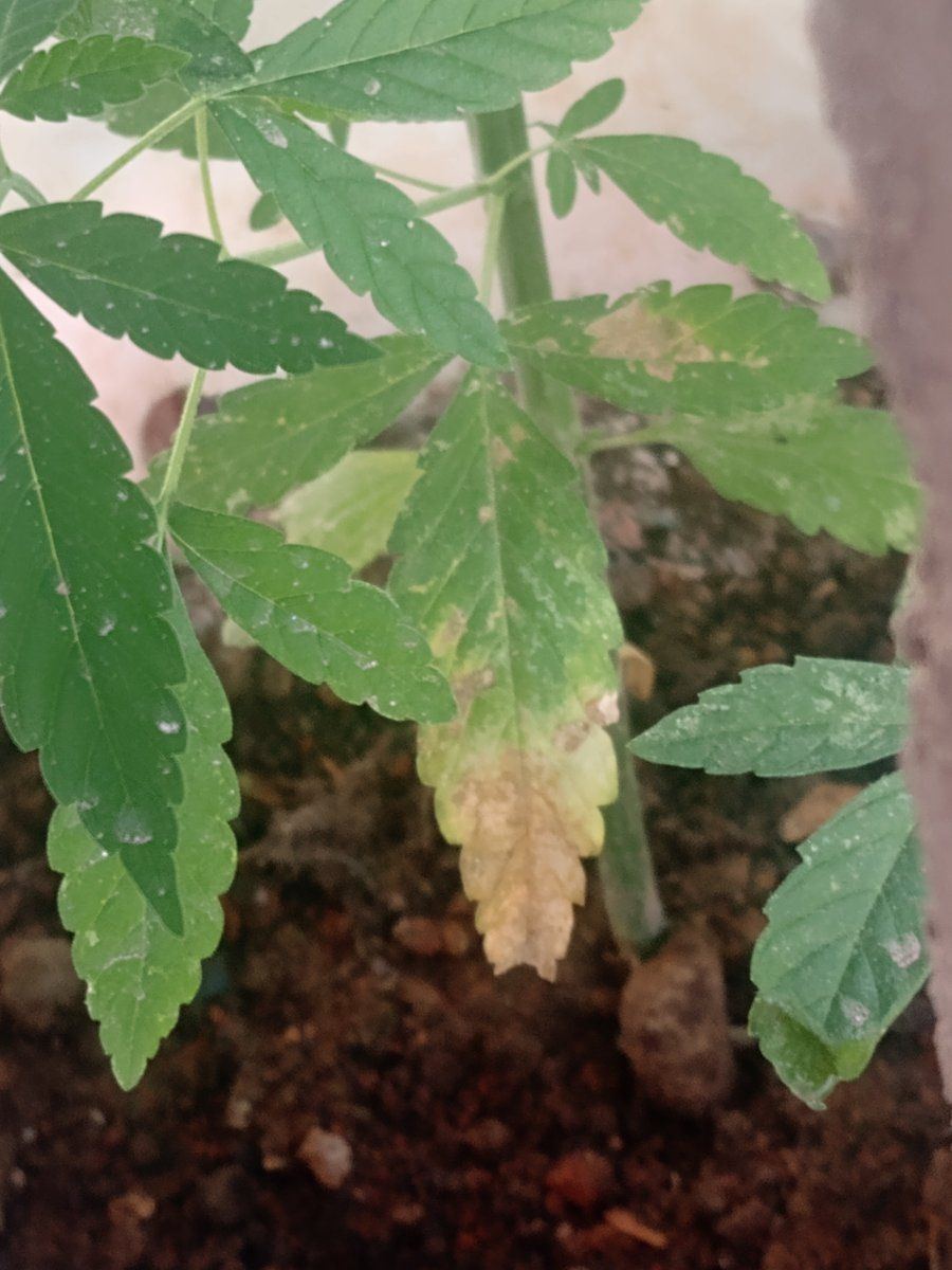 Health concerns with my plants pls help 3