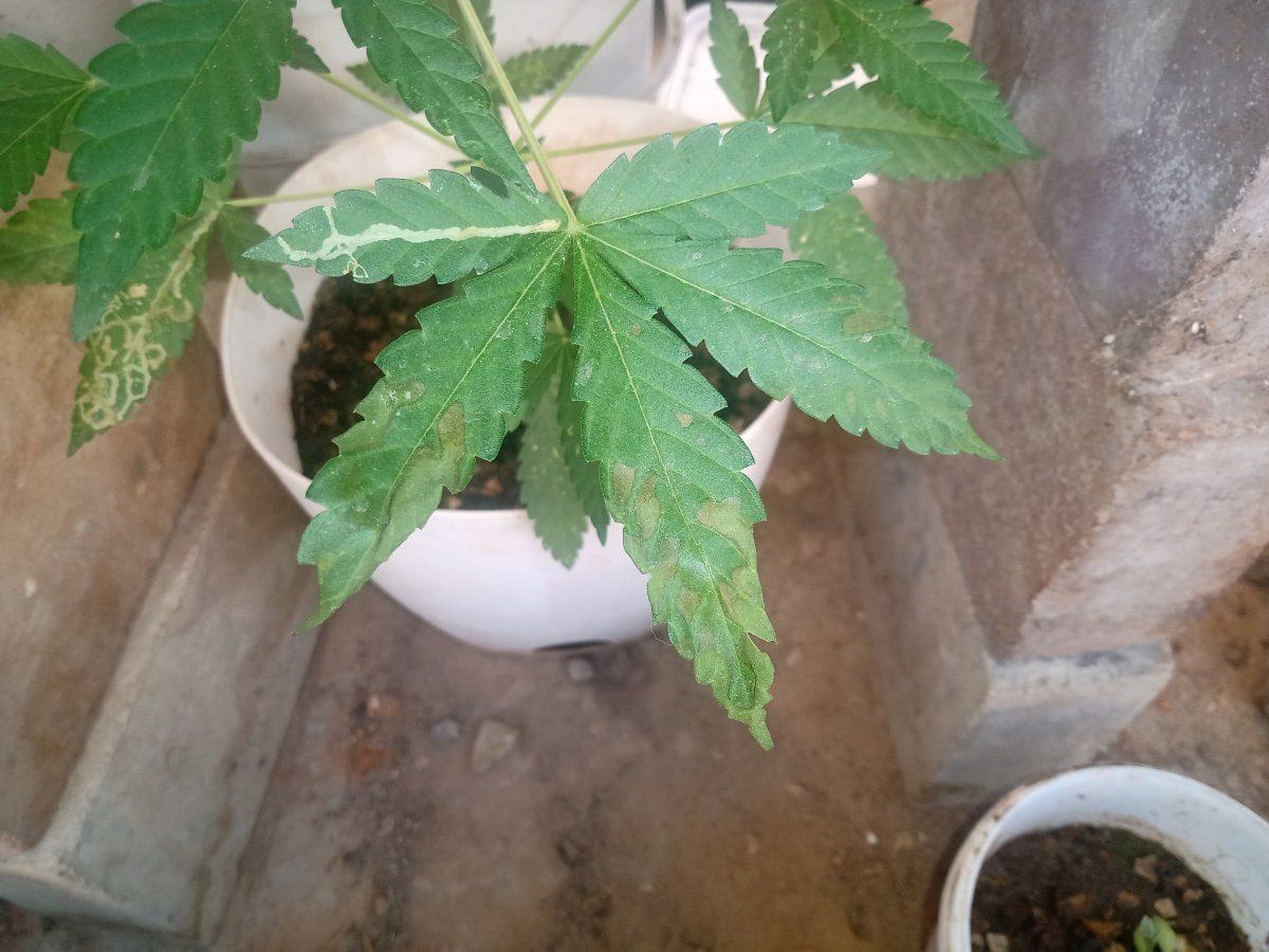 Health concerns with my plants pls help