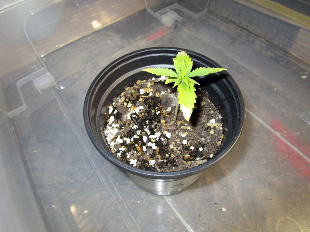 Healthy sprouts 001