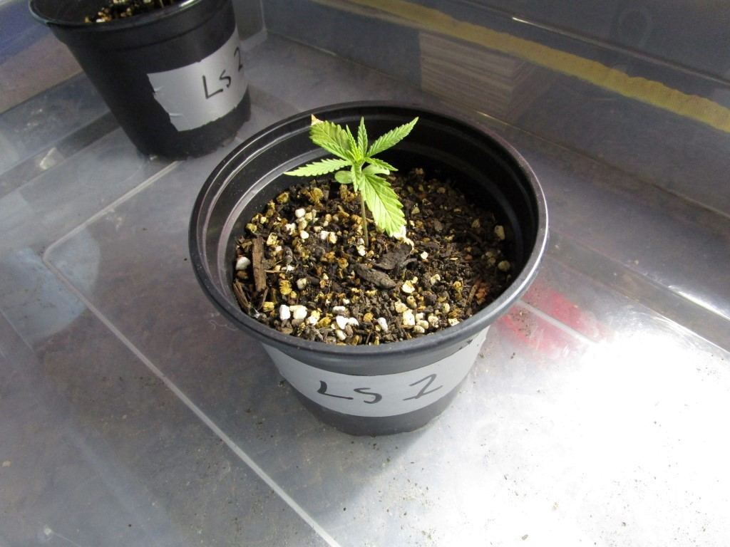 Healthy sprouts 002
