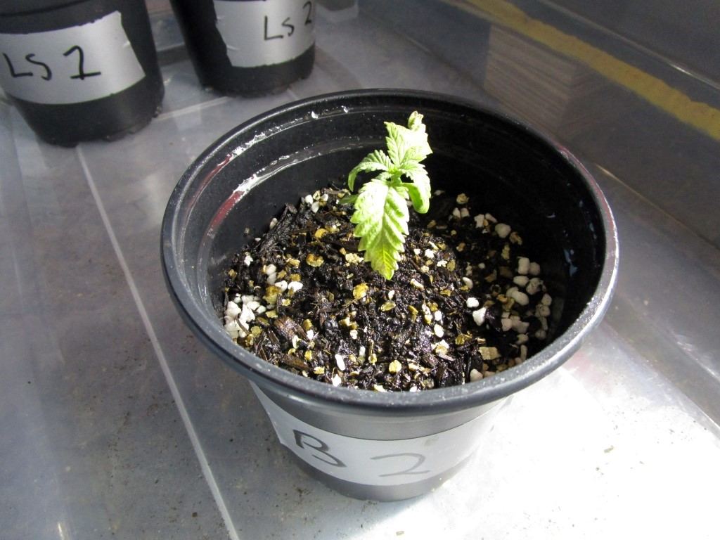 Healthy sprouts 003