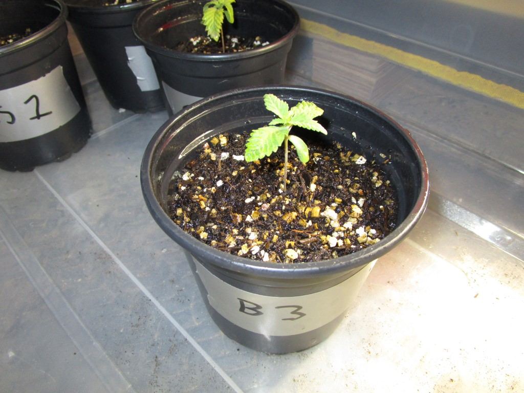 Healthy sprouts 004