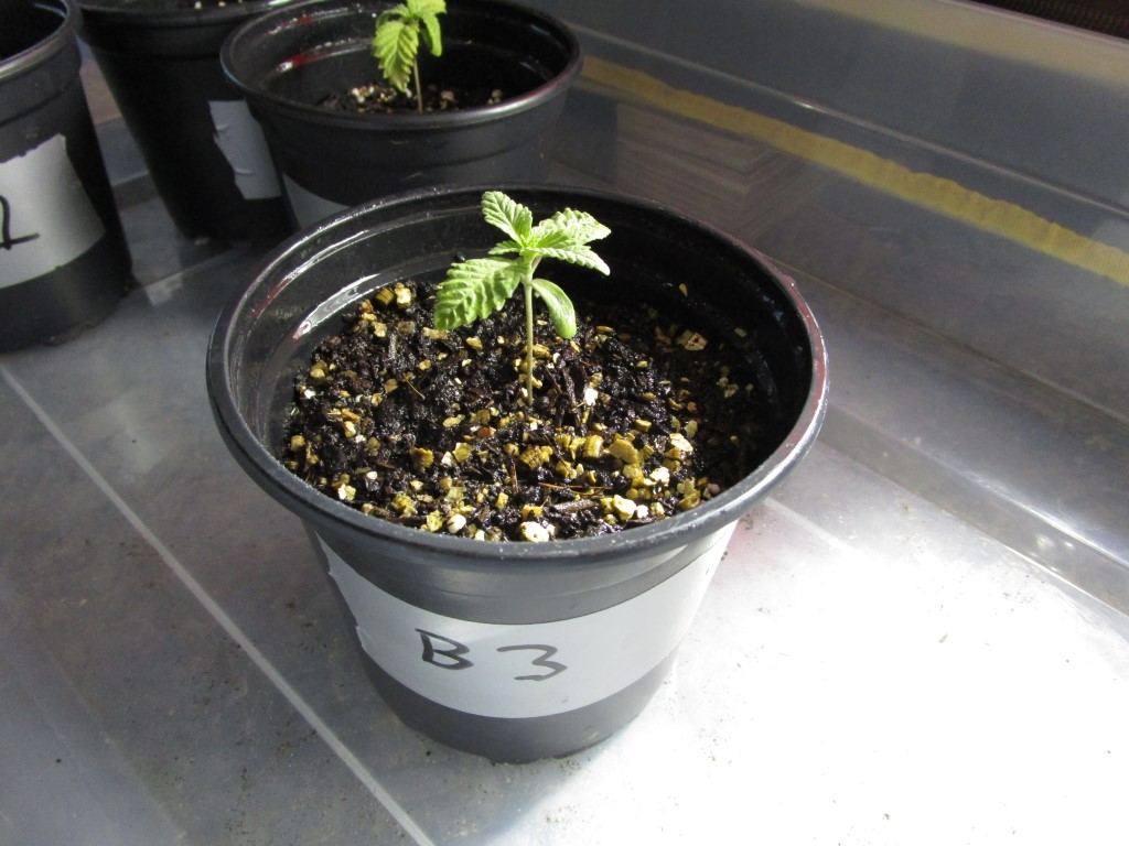 Healthy sprouts 005