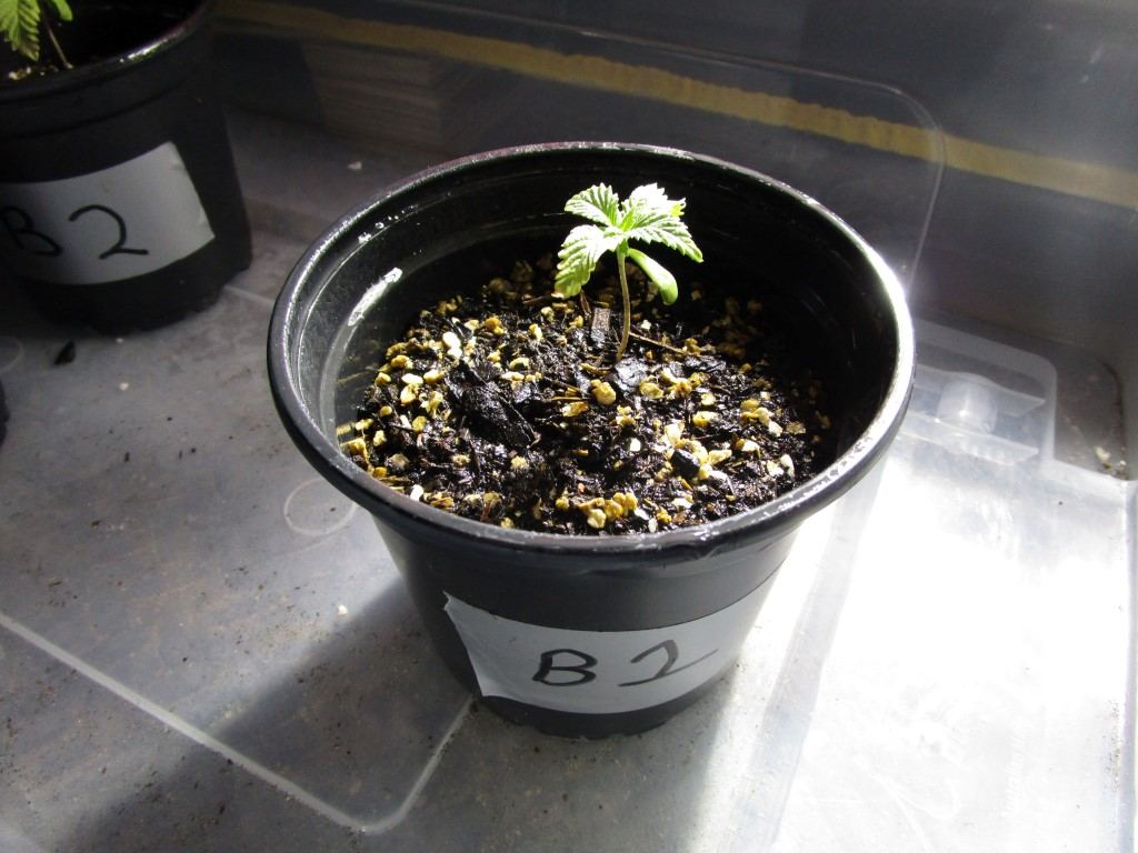 Healthy sprouts 006