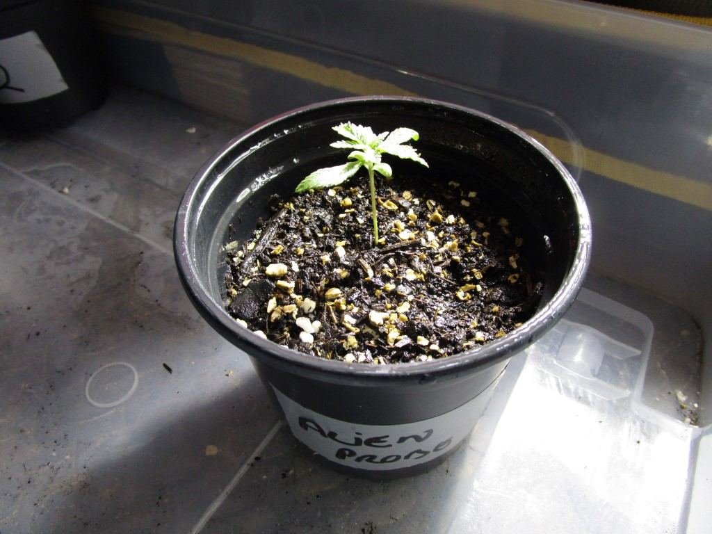 Healthy sprouts 007