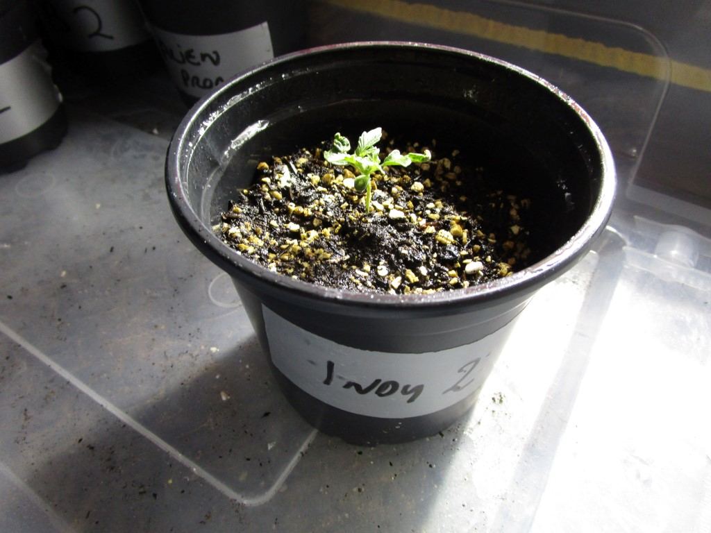 Healthy sprouts 008