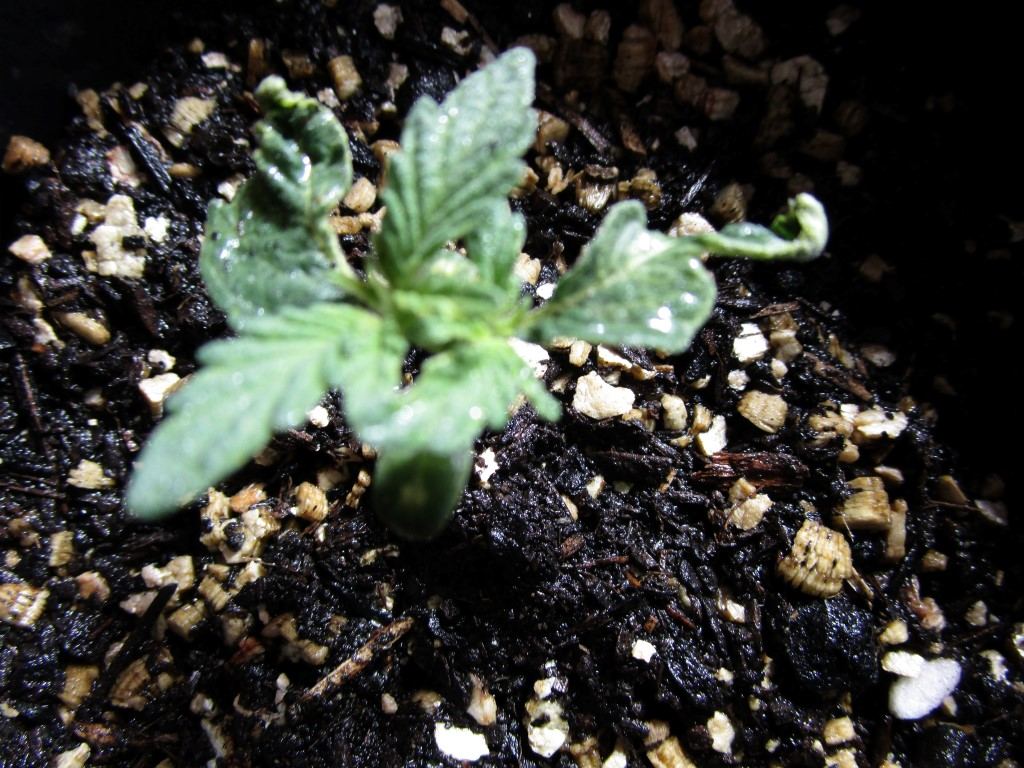 Healthy sprouts 009
