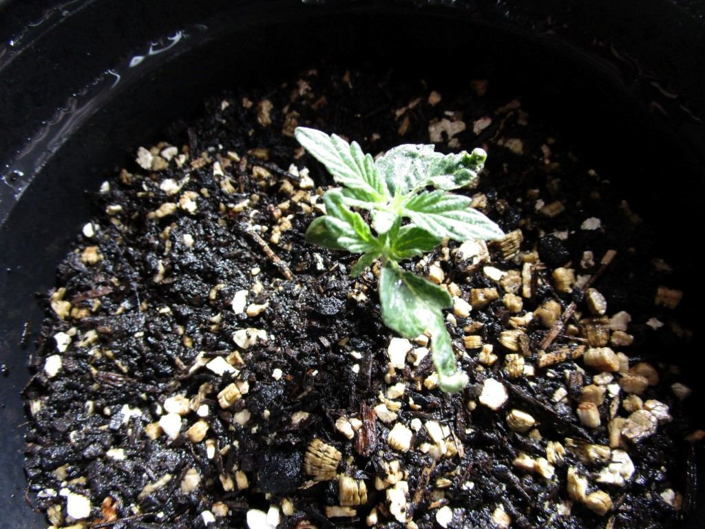 Healthy sprouts 010