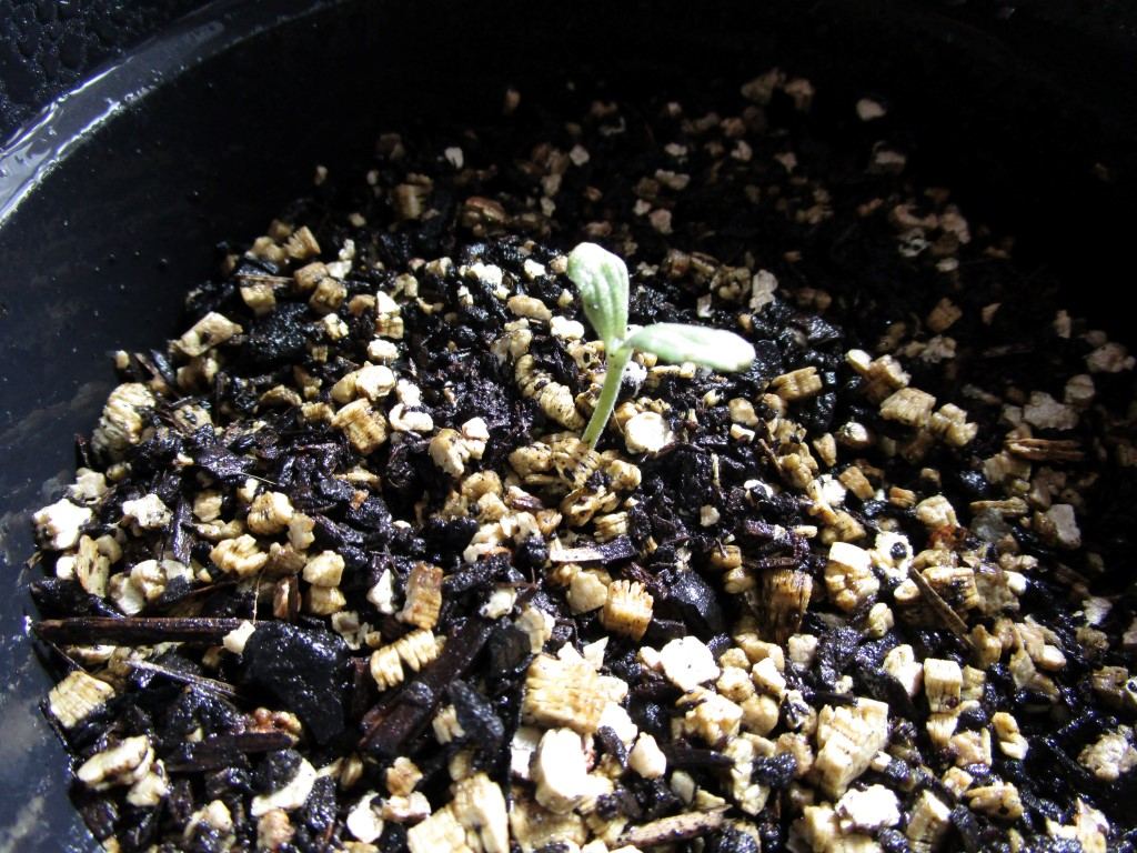 Healthy sprouts 011